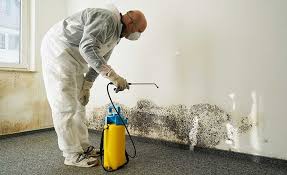 Reliable Spring Valley, WI Mold Remediation Solutions